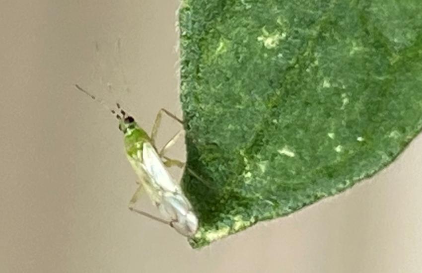 Evaluation of Biological Control of Key Tomato Pests in Greenhouses Status Completed Project Year 2020 Research Theme Integrated Pest Management